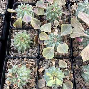 ���ɴ�� Euphorbia neoreflexa ��꪿Ƴ����K��ֲ��