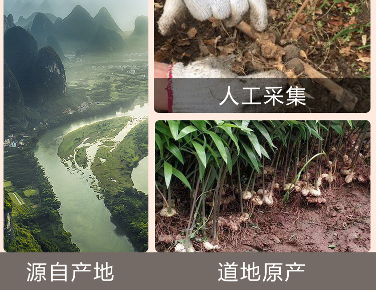 Nine-Steam Nine-Sun Huang Jing (Polygonatum sibiricum) — Prepared Ready-to-Eat Herbal Tea, 250g Jar in use