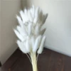 A bunch of about 60 pieces of pure white rabbit tail grass