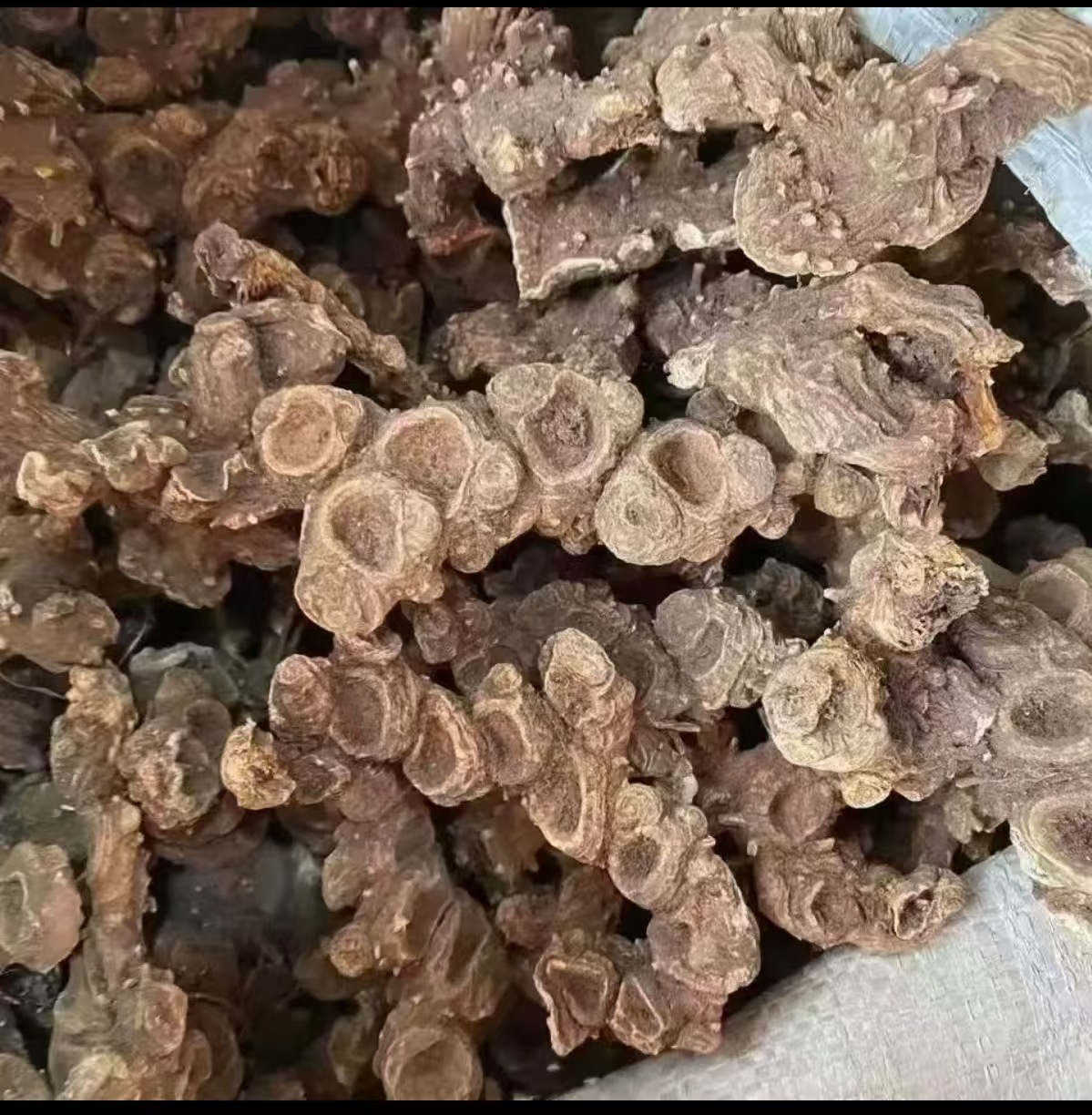 Ba Jiao Lian (Dysosma versipellis) — Dried Chinese Herbal Rhizome, 500g overview