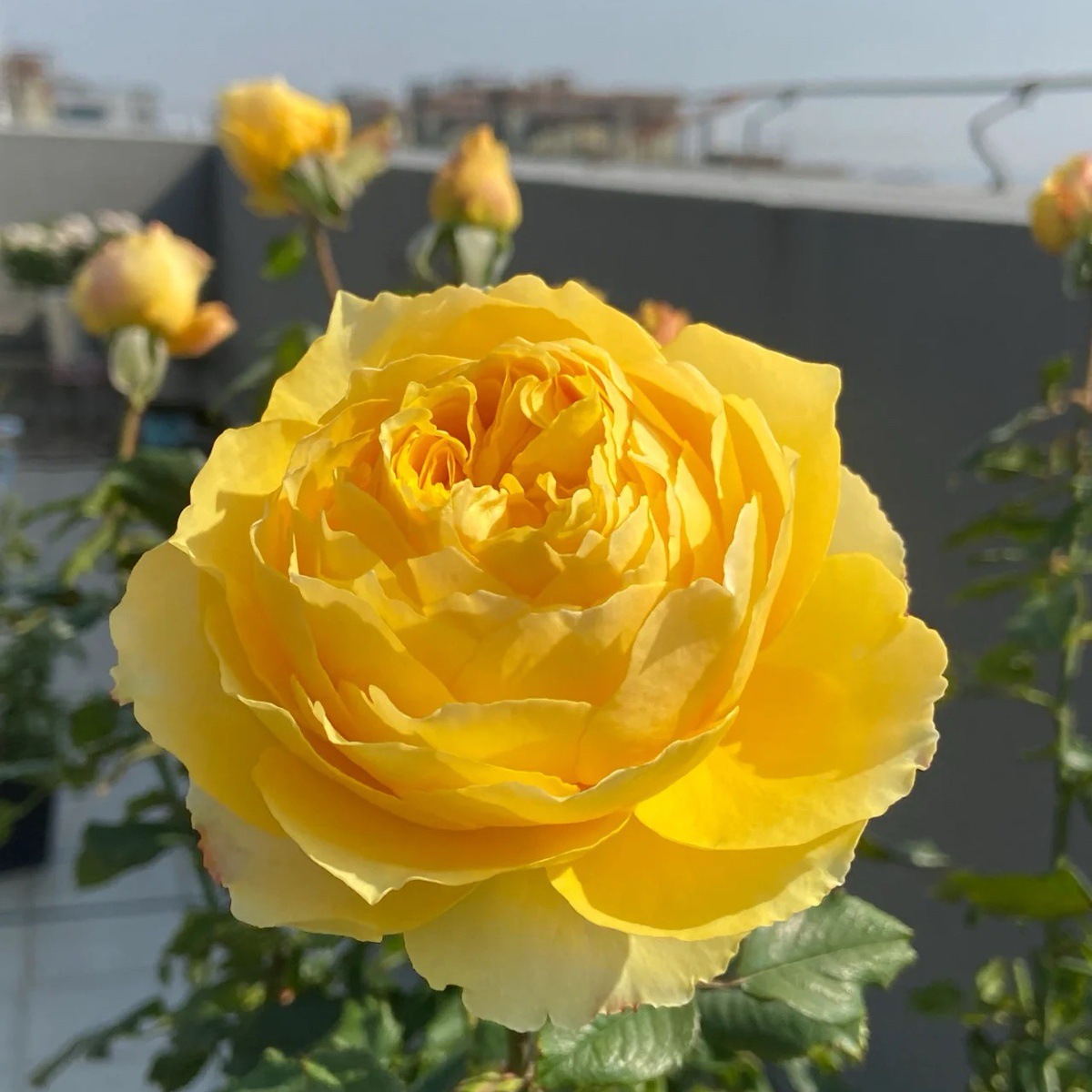 금상감옥 [대꽃과 은은한 향기] 작은 묘목