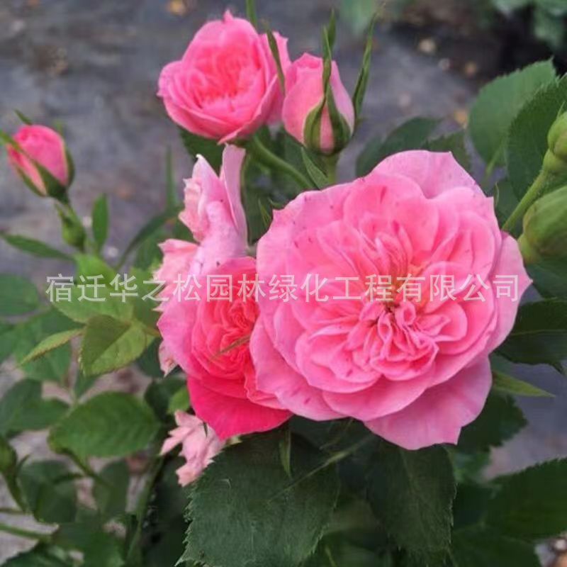 d3c96c987a5ad00fc8195ece60f6ea