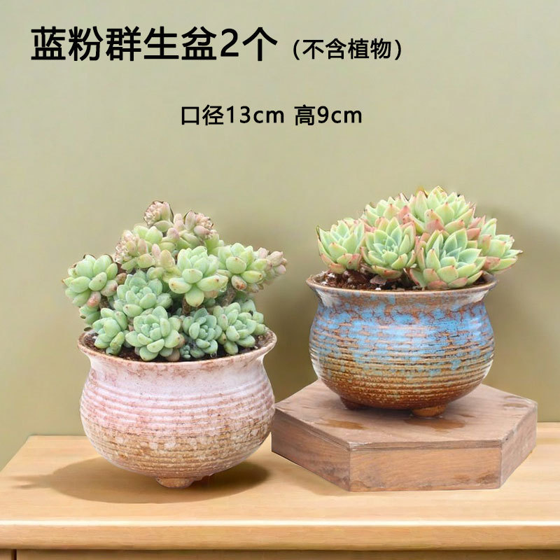 Macetas suculentas en grupo de transformación de horno, plantas verdes en macetas, ollas especiales de cerámica de carne doméstica, venta directa de fábrica, liquidación al por mayor