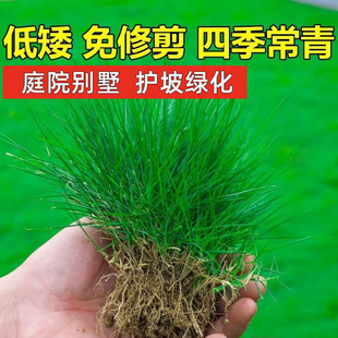 ��ƺ�����ļ������o�¹���������ͥԺ������̺��Ƥ�G�������ݷN��