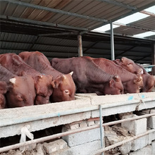 �³���һ��������ţ��  ��ľٝţţ�� ������ţ��  �����Sţ