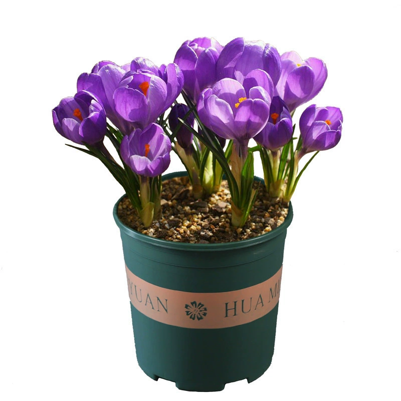 Крокус семя шар корень цветок столешница зеленое растение в горшке западный красный шафран семена цветок растение осень оптом