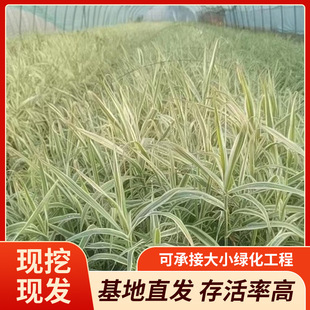 Manufacturers Supply Variegated Reed Bamboo, Leaf-Changing Reed Bamboo, Aquatic Plants, Green Leaf Reed Bamboo, High Survival Rate, Wholesale from the Base