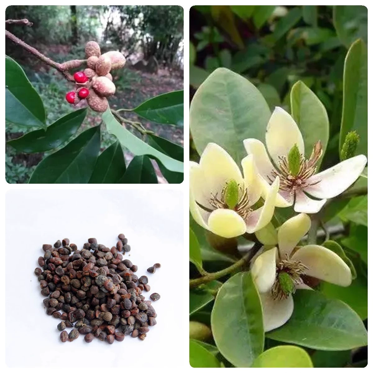 Семена магнолии оптом, глубокогорная магнолия, магнолия Лечан, магнолия Зуйшан, полный ассортимент сортов деревьев для ландшафтного дизайна сада