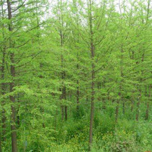 ˮɼ���繤�̾G����ľ��ɫ�е��L��������ɼ ˮɼ��Ҏ���Rȫ