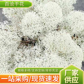 永生苔藓原料鲜活驯鹿苔藓植物干花家居客厅用植物墙DIY装饰苔藓