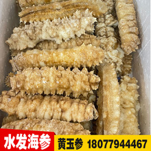 工厂直销 一手批发 水发黄玉参 免泡发 500g 海产品 酒店餐饮礼品