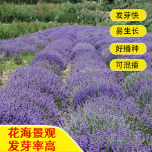 ����ݷN�Ӿ��^�G���׻��ļ�ͥԺ��ͥ�����̨�@ˇ���ݻ������N��