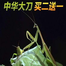 �F؛���A�������w���w�����������x������w��������ъA