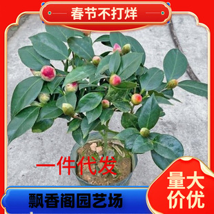 һ�����l�軨�����ļ��_�����Ԏ�������ɫ�൤ֲ�ﻨ���҃Ⱥ��B��