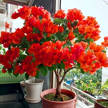 ����÷�ذ�����ͺ������՚��̨�Gֲ��ɫ�_���Ϙ�