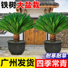 �F�������҃���ֲ���̨ͥԺ���;Gֲ���B���ļ�������լ�ͺ��辰