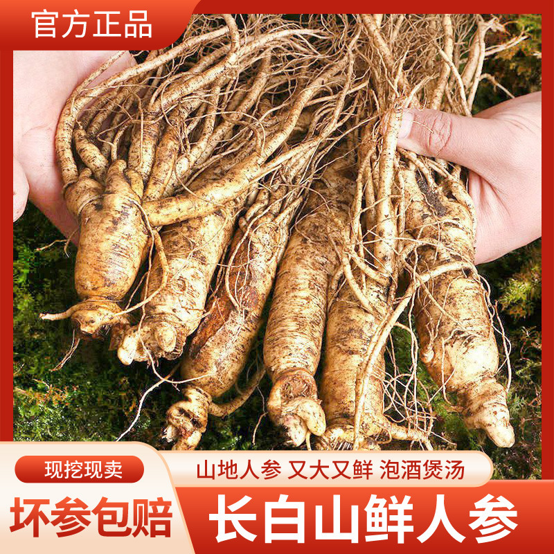 长白山人参新鲜东北整枝鲜参泡酒煲汤大小叁多款规格人参礼盒|undefined