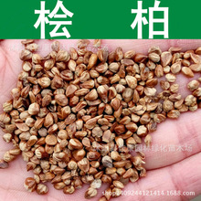 跨境 林木种子 桧柏种子 蜀桧种子 圆柏种子 刺柏 桧柏 1件=1斤