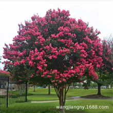 百日红紫薇树苗耐寒绿化工程苗园林观赏花卉植物地栽红火箭紫薇树