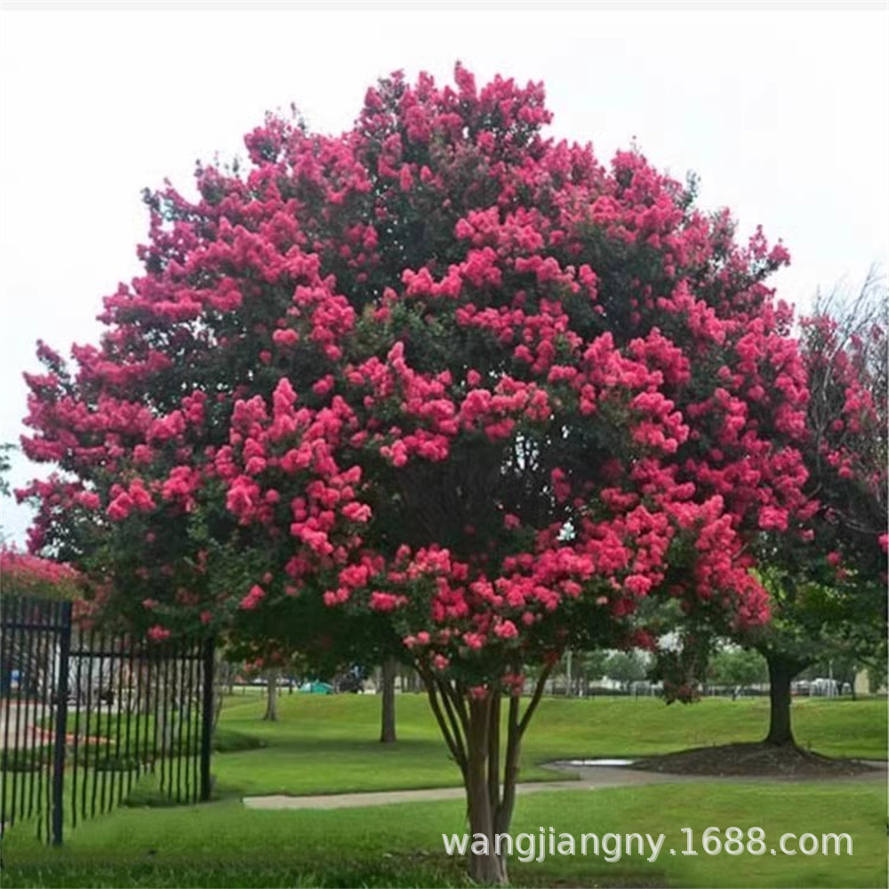 百日红紫薇树苗耐寒绿化工程苗园林观赏花卉植物地栽红火箭紫薇树