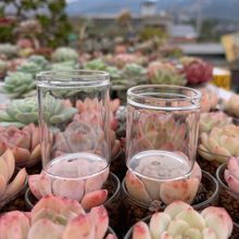 多肉玻璃瓶带有孔切糕拇指花盆迷你控养打孔玻璃瓶透明小方盆一件