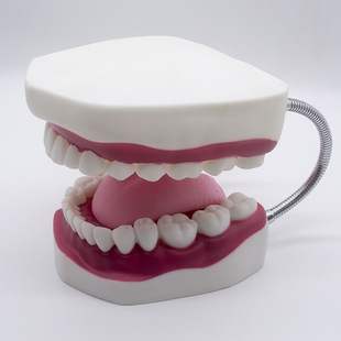 Tooth Model (Teaching Demonstration) 5-6 Times the Size of the Mouth Denture Model Gums Upper and Lower Teeth with Tongue