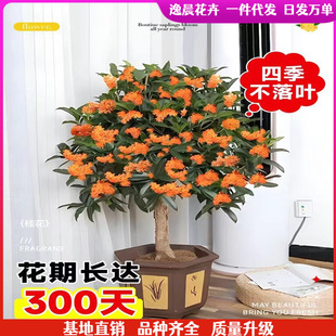 Osmanthus fragrans saplings four seasons osmanthus flowers potted plants August osmanthus saplings golden osmanthus big trees ground planting flowering Luzhou-fragrant Dangui courtyard