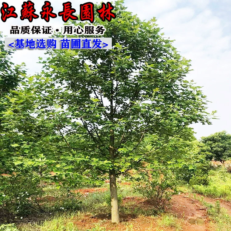 Оптовая продажа саженцев магнолии, инженерное зеленение, пересадка в парках, уличные саженцы, магнолия и конский каштан.