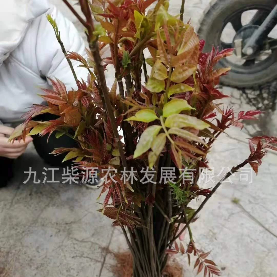 [Гарантированное качество и количество] Саженцы Тун Тун 15cm Тун 18cm Тун 13cm Тун 22cm