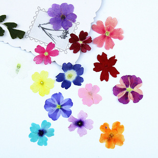 Beautiful Cherry Dried Flower Embossed Gel Dropping Mobile Phone Case DIY True Petal Specimen Material Bag Plant Specimen Facial Decoration