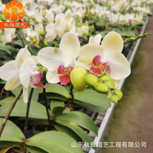 Phalaenopsis Base Оптовая внутренняя часть настольного настольного горшка Популярный Новый год цветок с цветочным мечом для доставки первого класса -фаланопсиса орхидеи