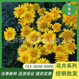 Chrysanthemum Chrysanthemum Seeds, Wood Chrysanthemum Perennial Flower Seeds, Perennial Flower Seeds, Easy-To-Live Four-Season Outdoor Potted Flower Seeds