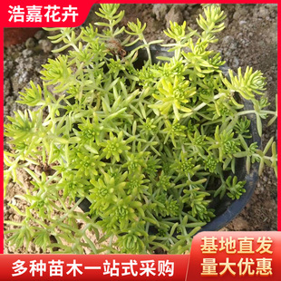 Golden Leaf Buddha Grass Cup Seedlings Potted Perennial Green Leaf Buddha Grass Cold-Resistant and Dry Lawn Golden Leaf Buddha Grass Golden Seedlings