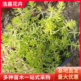 金叶佛甲草杯苗盆栽宿根绿叶佛甲草耐寒旱草坪 金叶佛甲草黄金苗