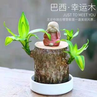 ���\ľ�ļ�ֲ���ļ������҃����[�k���ҾGֲ���B����ľ����