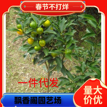 ɳ�ǽ��Ә�����������Ә����ɰ���ټt���ː��¹��������ļ�ͥԺ