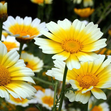 ����շN���S��ջ��N���Ӵ����������ļ��_�����⻨���׷N�׻�