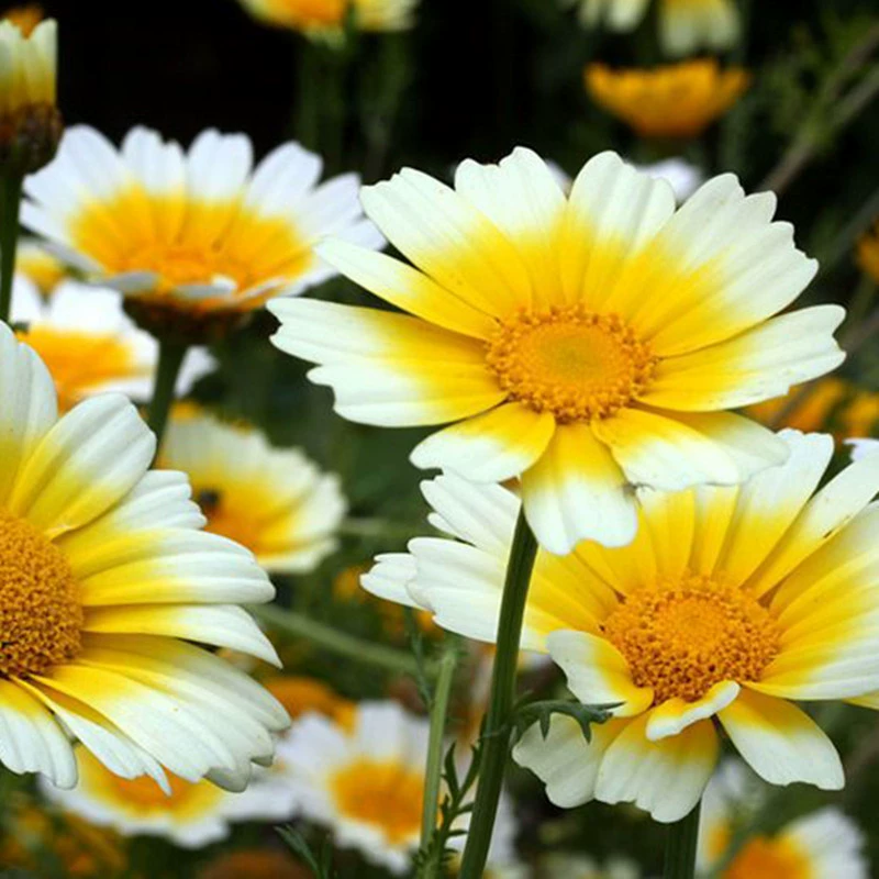 Хризантема Семена хризантемы Семена Золотой хризантемы Весенний посев Маргерия Летние цветущие уличные цветы Легко сажать и жить