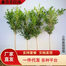 独杆黄杨树苗瓜子黄杨别墅庭院耐寒盆栽四季常青造型树篱笆绿化苗
