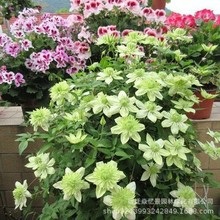 �F��ɏ�N���������r�F��ɏ���绨�@ͥԺ���پGֲֲ����Ԯ���ܷN��