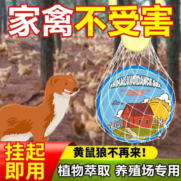 Выращивание цыплят против ласки