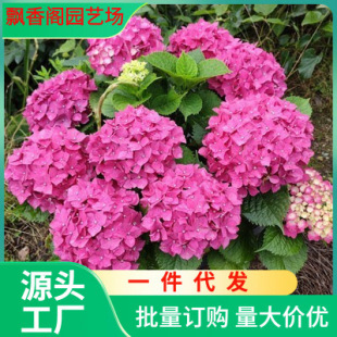 Dropshipping Hydrangea Potted Flower Seedlings, Potted Florals Blooming All Summer, Blooming All Year Round, Indoor Florals, Balcony Flower Garden