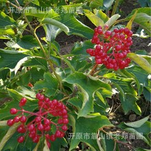 东北辽宁供应鸡树条荚蒾 天目琼花灌丛园林绿化观赏树种 量大优惠