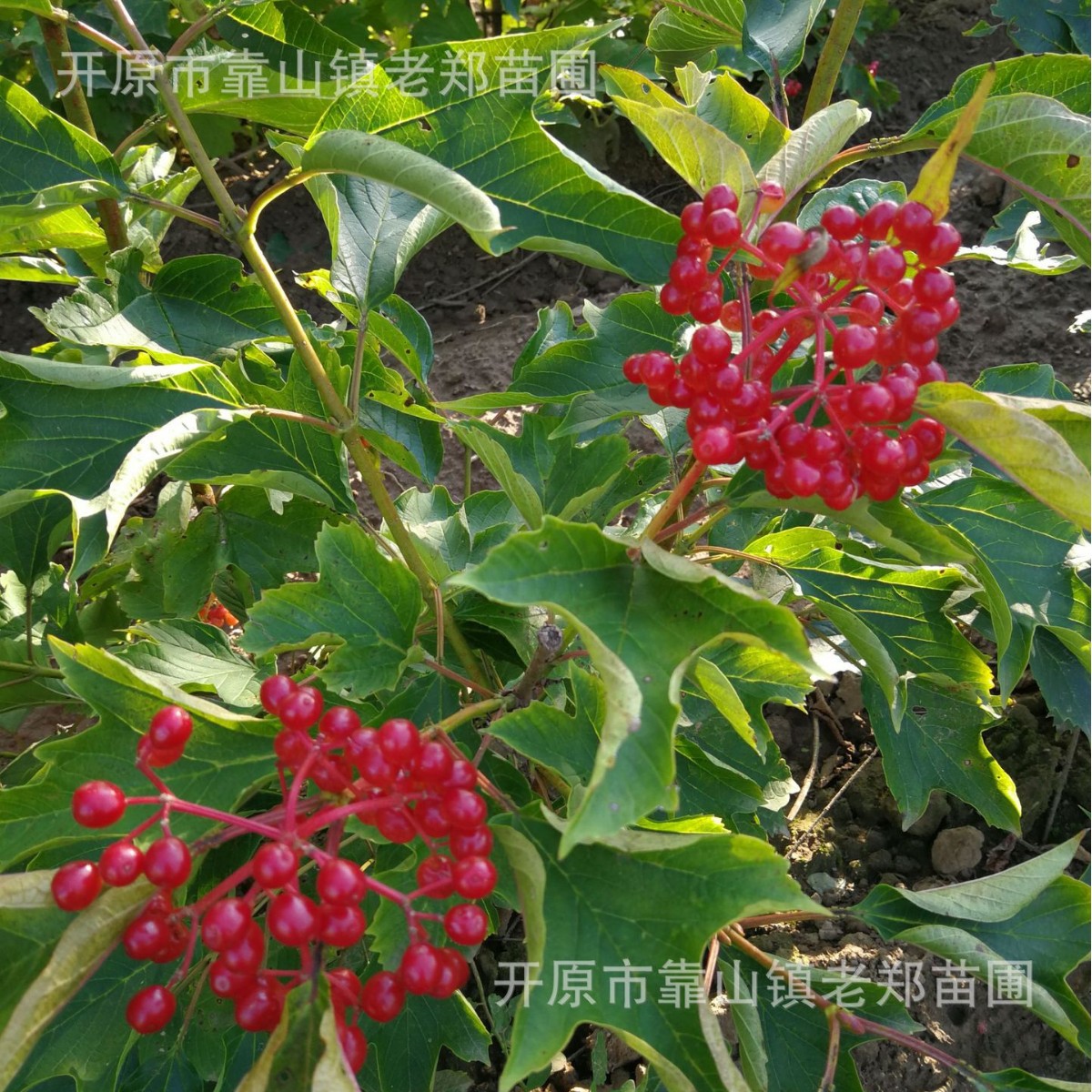 东北辽宁供应鸡树条荚蒾 天目琼花灌丛园林绿化观赏树种 量大优惠