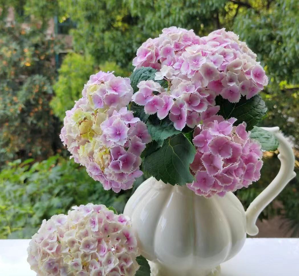 인기 파우더(모나리자) 2갤런 - 높이 - 30~45cm 69.9엔 세면대 포함