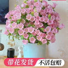 �Ʊ�����󻨷���ݻ������Դ����ļ���̨ͥԺ�ʻ�ֲ������׻�