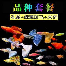 其它水族用品;猫猫零食;猫猫包、箱