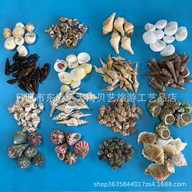 天然贝壳海螺按斤卖工艺品水族鱼缸装饰儿童教学创意作品材料批发