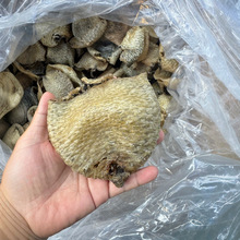 爱鱿鱿海味批发货源海刺猬皮海胆皮鸡泡鱼皮煲汤材料刺鱼皮刺龟皮