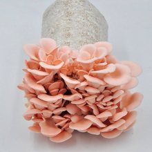 �NĢ�������������������Ģ��Ģ���Nֲ���̨ʳ�þ���ͥƽ������